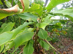 Heliconia latispatha