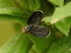 Eutreta noveboracensis