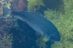 Spondyliosoma cantharus