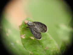 Eutreta noveboracensis