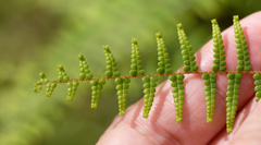 Gleichenia