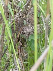 Liolaemus cyanogaster