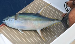 Thunnus albacares