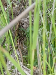 Liolaemus cyanogaster