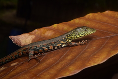 Crocodile Tegu photo 2