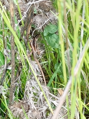 Liolaemus cyanogaster