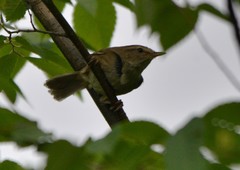 Phylloscopus inornatus