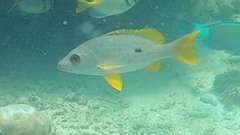 Lutjanus monostigma