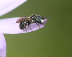 Ceratina cucurbitina