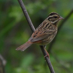 Emberiza tristrami