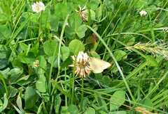 Colias dimera