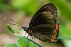 Biblis hyperia