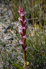 Satyrium stenopetalum