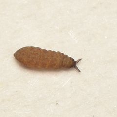 Odontellidae