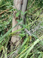 Liolaemus cyanogaster