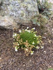 Mononeuria groenlandica