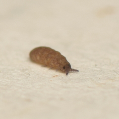 Odontellidae