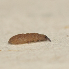 Odontellidae