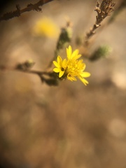 Lessingia