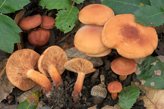 Lactarius atlanticus