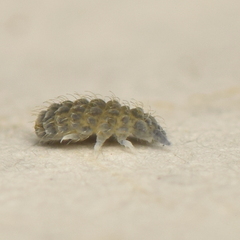 Morulodes