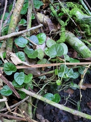 Geophila repens