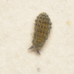 Morulodes