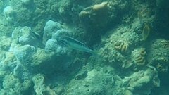 Scolopsis margaritifera