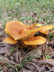 Omphalotus
