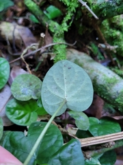 Geophila repens