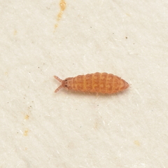 Ceratophysella