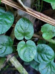 Geophila repens