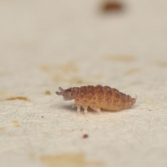 Ceratophysella