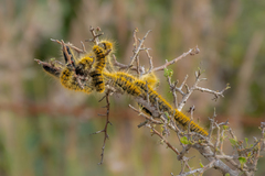 Bombycomorpha bifascia