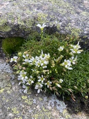 Mononeuria groenlandica