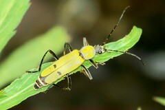 Chauliognathus misellus