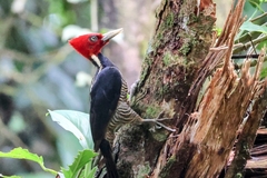 Campephilus guatemalensis