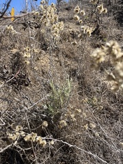 Pseudognaphalium beneolens