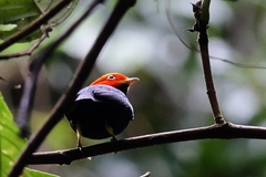 Ceratopipra mentalis