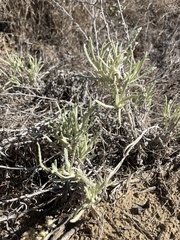 Pseudognaphalium beneolens