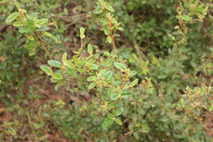 Pomaderris paniculosa