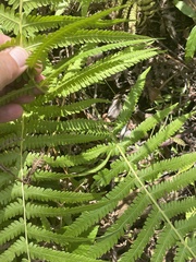 Thelypteridaceae