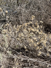 Pseudognaphalium beneolens