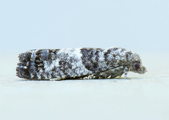 Spilonota laricana