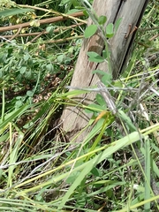 Liolaemus cyanogaster