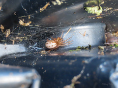 Stemonyphantes lineatus