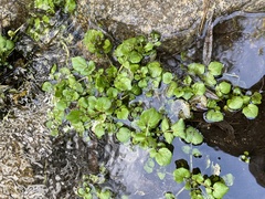 Hydrocotyle verticillata