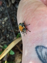 Merodon equestris