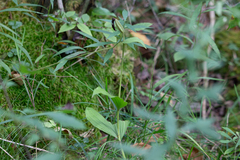 Cypripedium parviflorum