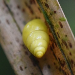 Drymaeus sulphureus